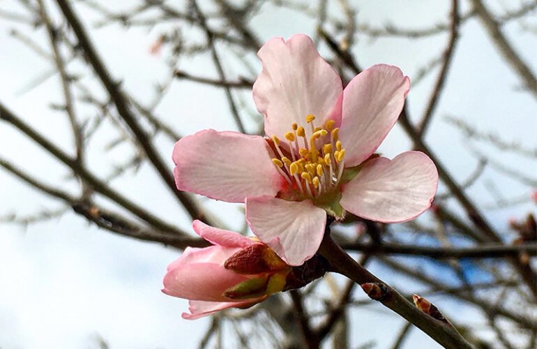 Da Vincent a Vincent