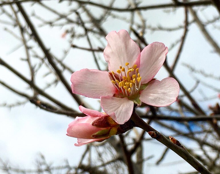 Da Vincent a Vincent